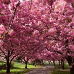 сакура-фест1