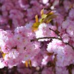 14937198_1150814541666074_2910096175579529490_n